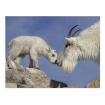 USA, Colorado, Mount Evans. Mountain goat mother Post Cards