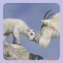 USA, Colorado, Mount Evans. Mountain goat mother stickers