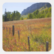 USA, Colorado, San Juan National Forest, along Stickers