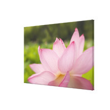 USA, DC, Washington, Kenilworth Aquatic 2 Canvas Print