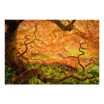 USA, Delaware, Wilmington. Japanese maple Photographic Print