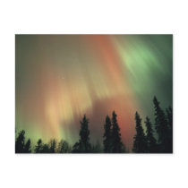 USA, Fairbanks area, Central Alaska, Aurora 3 Post Card