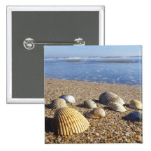 USA, Florida, Coastal Sea Shells Button