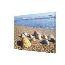 USA, Florida, Coastal Sea Shells Stretched Canvas Print