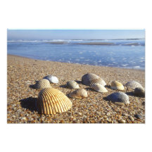 USA, Florida, Coastal Sea Shells Photographic Print
