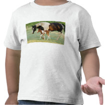 USA, Florida, Newborn Paint filly