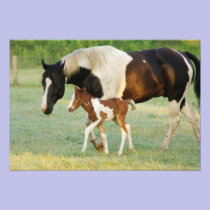 USA, Florida, Newborn Paint filly photography