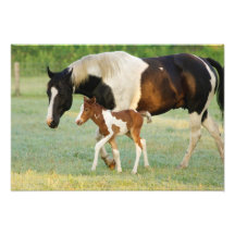 USA, Florida, Newborn Paint filly Photograph