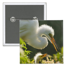 USA, Florida, St. Augustine, Alligator farm Pin