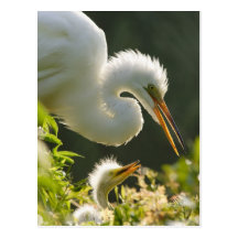 USA, Florida, St. Augustine, Alligator farm Post Card