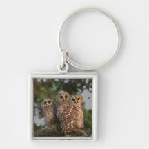USA, Florida, Viera Wetlands. Three barred Keychains