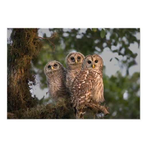 USA, Florida, Viera Wetlands. Three barred Photograph