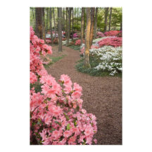 USA, Georgia, Pine Mountain. A pathway through Photographic Print