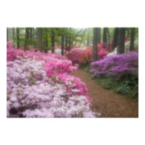 USA; Georgia; Pine Mountain. Azaleas at 2