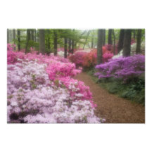 USA; Georgia; Pine Mountain. Azaleas at 2 Photo Print