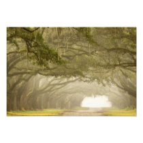 USA, Georgia, Savannah, An oak lined drive in