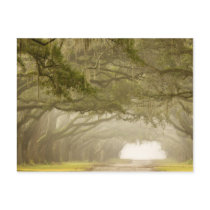 USA, Georgia, Savannah, An oak lined drive in Postcard