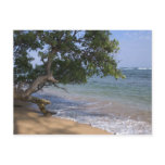 USA, Hawaii, Kauai, beach scenic. RF) Post Card