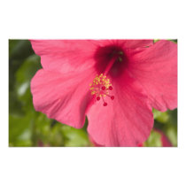 USA, Hawaii, Kauai, Hibiscus