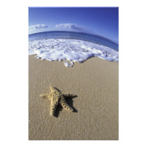 USA, Hawaii, Maui, Makena Beach, Starfish and