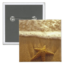 USA, Hawaii, Maui, Maui, Kihei, Starfish and Button