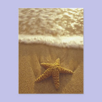 USA, Hawaii, Maui, Maui, Kihei, Starfish and postcards