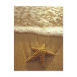 USA, Hawaii, Maui, Maui, Kihei, Starfish and Postcards
