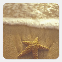 USA, Hawaii, Maui, Maui, Kihei, Starfish and Stickers