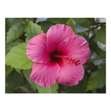 USA, Hawaii, Oahu. The Hibiscus is the 2 Photo