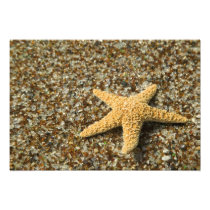 USA, HI, Kauai, Glass Beach with Star fish