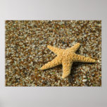 USA, HI, Kauai, Glass Beach with Star fish posters