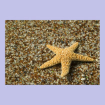 USA, HI, Kauai, Glass Beach with Star fish posters