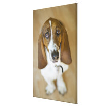 USA, Illinois, Washington, Portrait of Bassett Canvas Prints
