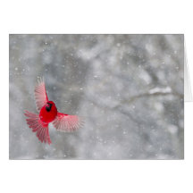 USA, Indiana, Indianapolis. A male cardinal