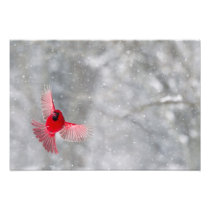 USA, Indiana, Indianapolis. A male cardinal