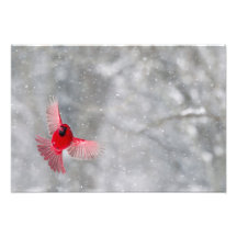 USA, Indiana, Indianapolis. A male cardinal Photograph