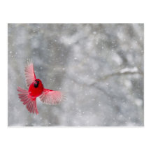 USA, Indiana, Indianapolis. A male cardinal Post Cards