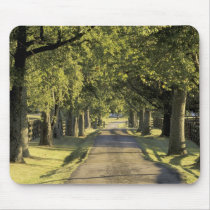 USA, Kentucky, Lexington. Tree-lined driveway, Mousepad