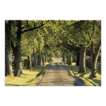 USA, Kentucky, Lexington. Tree-lined driveway, Art Photo