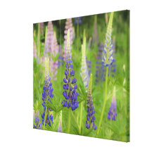 USA, Maine, Acadia National Park. Field of Canvas Prints