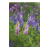 USA, Maine, Southwest Harbour. Blooming lupine