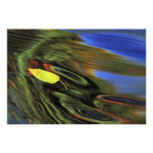 USA, Michigan, Birch leaf in river with autumn Photo Art