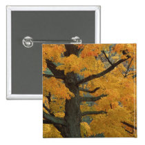 USA, Michigan, Close-up of sugar maple tree in buttons