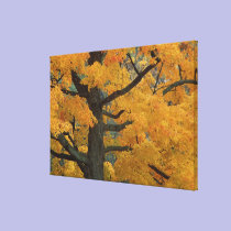 USA, Michigan, Close-up of sugar maple tree in canvas prints
