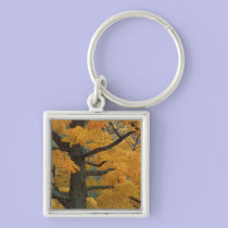 USA, Michigan, Close-up of sugar maple tree in keychains