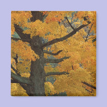 USA, Michigan, Close-up of sugar maple tree in magnets