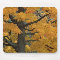 USA, Michigan, Close-up of sugar maple tree in mousepads