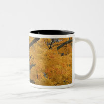 USA, Michigan, Close-up of sugar maple tree in mugs