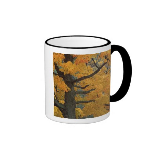 USA, Michigan, Close-up of sugar maple tree in Mug