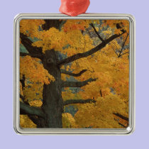 USA, Michigan, Close-up of sugar maple tree in ornaments